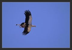 Fliegender Sekretär