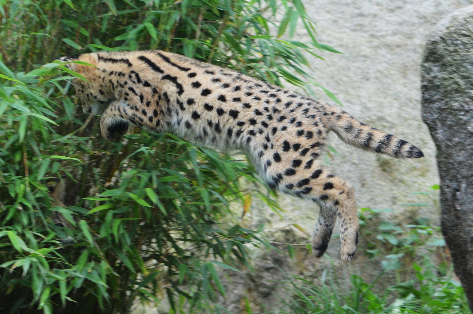 Fliegender Serval, etwa 3 Monatealt, Zoo Osnabrück