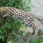 Fliegender Serval, etwa 3 Monatealt, Zoo Osnabrück