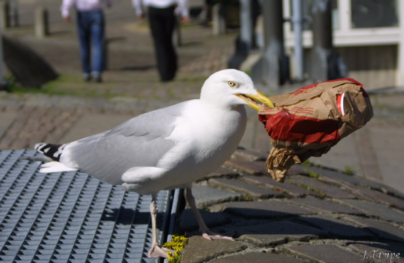 Fliegender Service