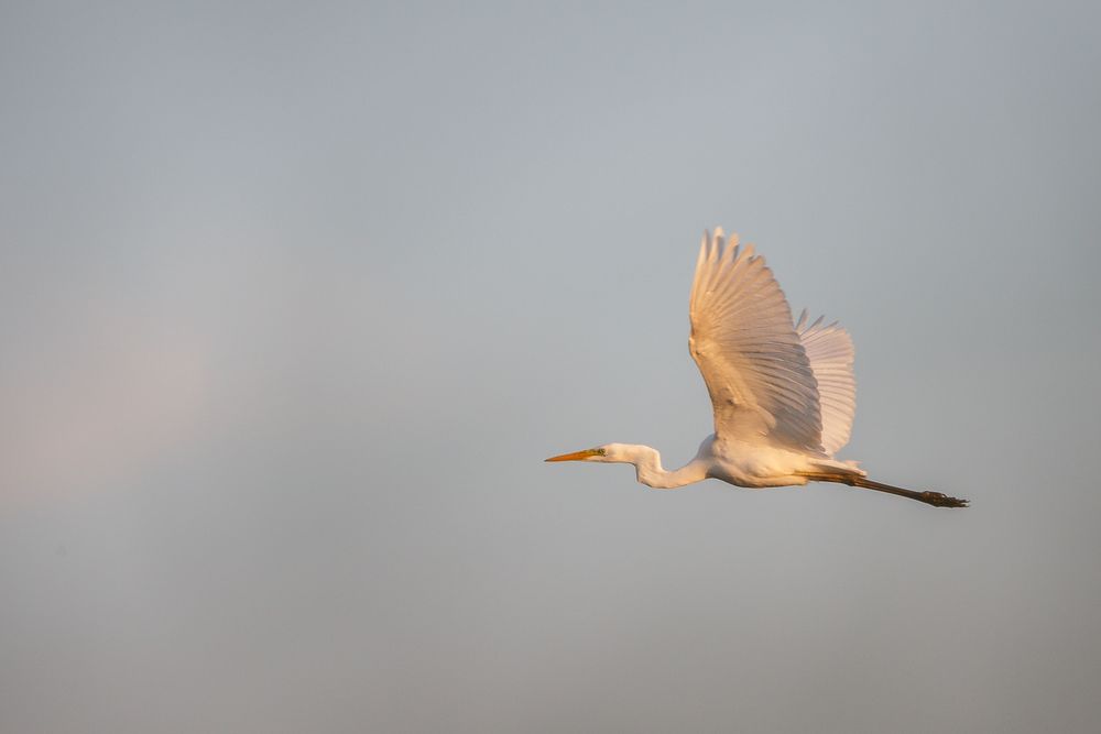 fliegender Silberreiher