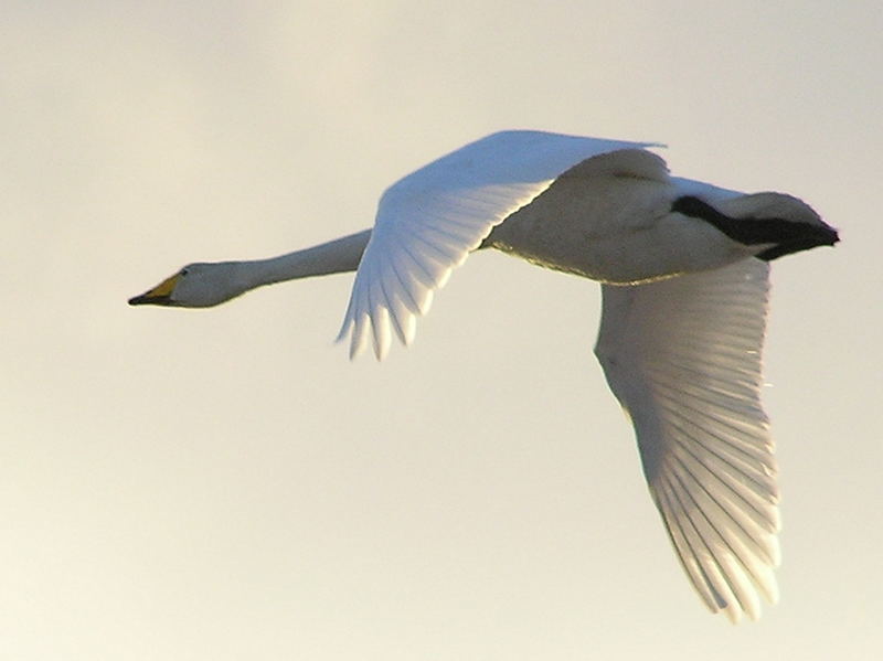 fliegender Singschwan