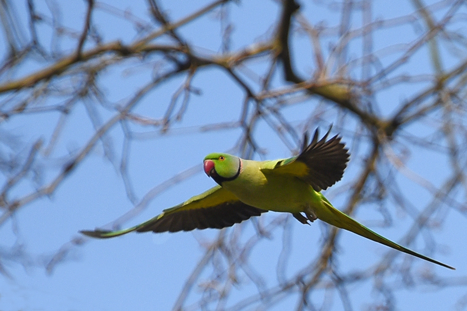 fliegender Sittich