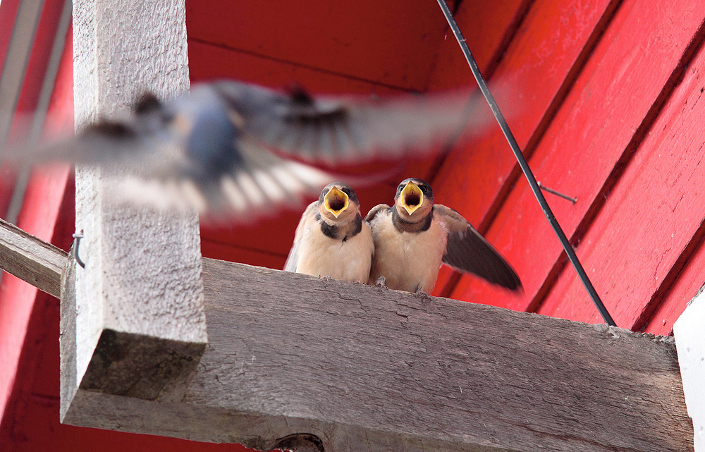 fliegender *Snack-Bringdienst*