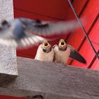 fliegender *Snack-Bringdienst*