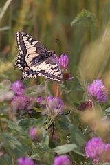 Fliegender Sonnenschein