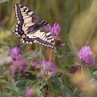 Fliegender Sonnenschein