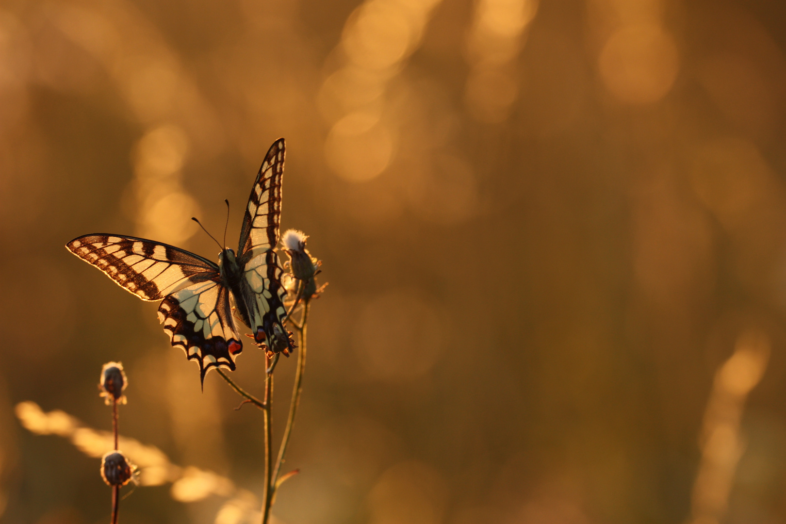 Fliegender Sonnenuntergang