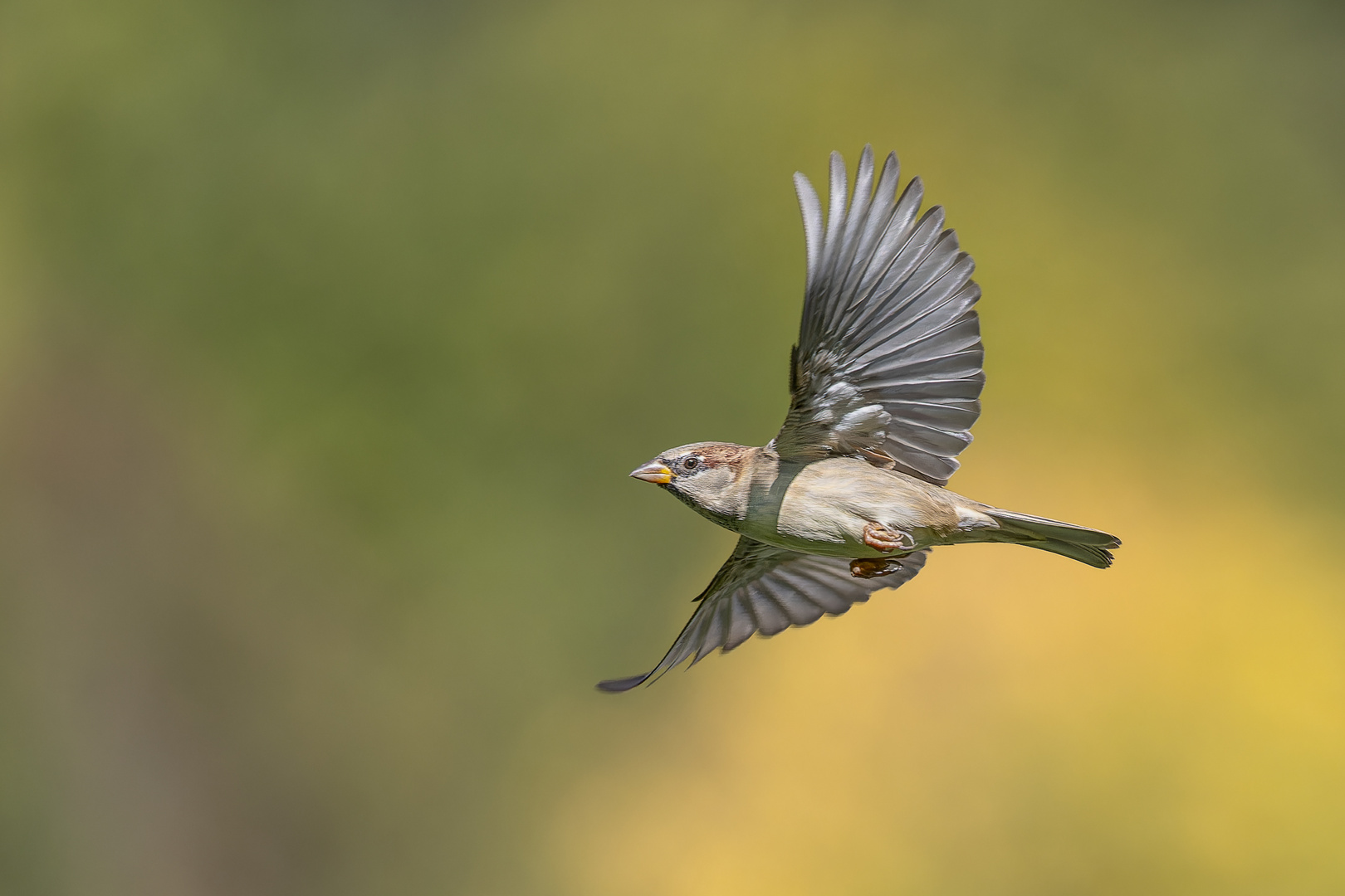 Fliegender Spatz