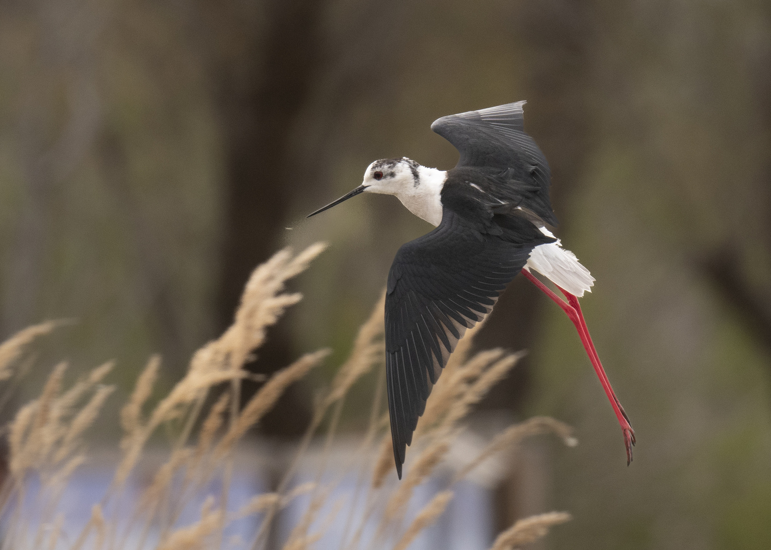 Fliegender Stelzenläufer