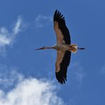 fliegender Storch 01