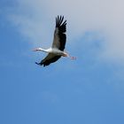 Fliegender Storch 1