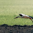 Fliegender Storch