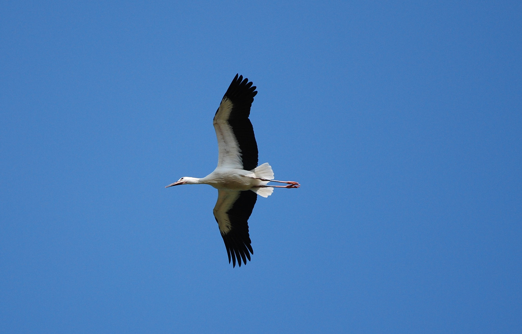 Fliegender Storch 2