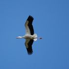 Fliegender Storch 2