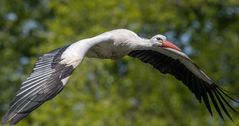 fliegender Storch _ 2