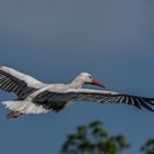 fliegender Storch _ 3