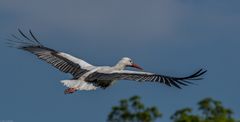 fliegender Storch _ 3