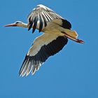 fliegender Storch