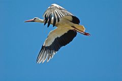 fliegender Storch