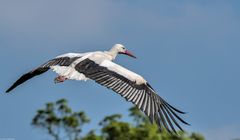 fliegender Storch _ 4