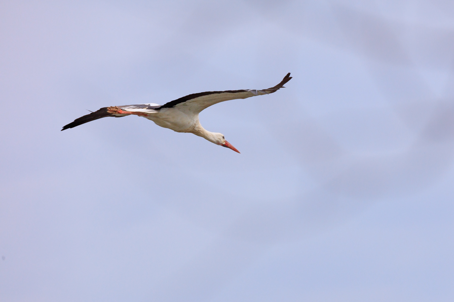 fliegender Storch