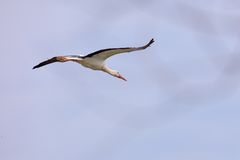 fliegender Storch