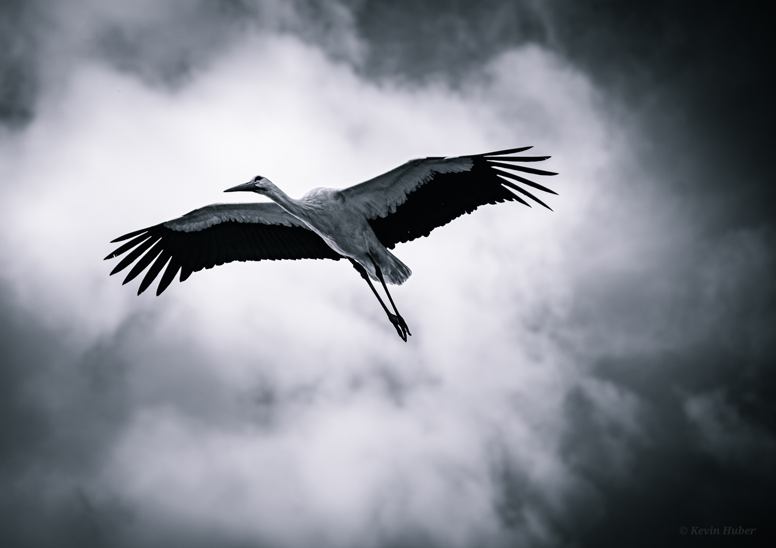 Fliegender Storch