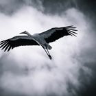 Fliegender Storch