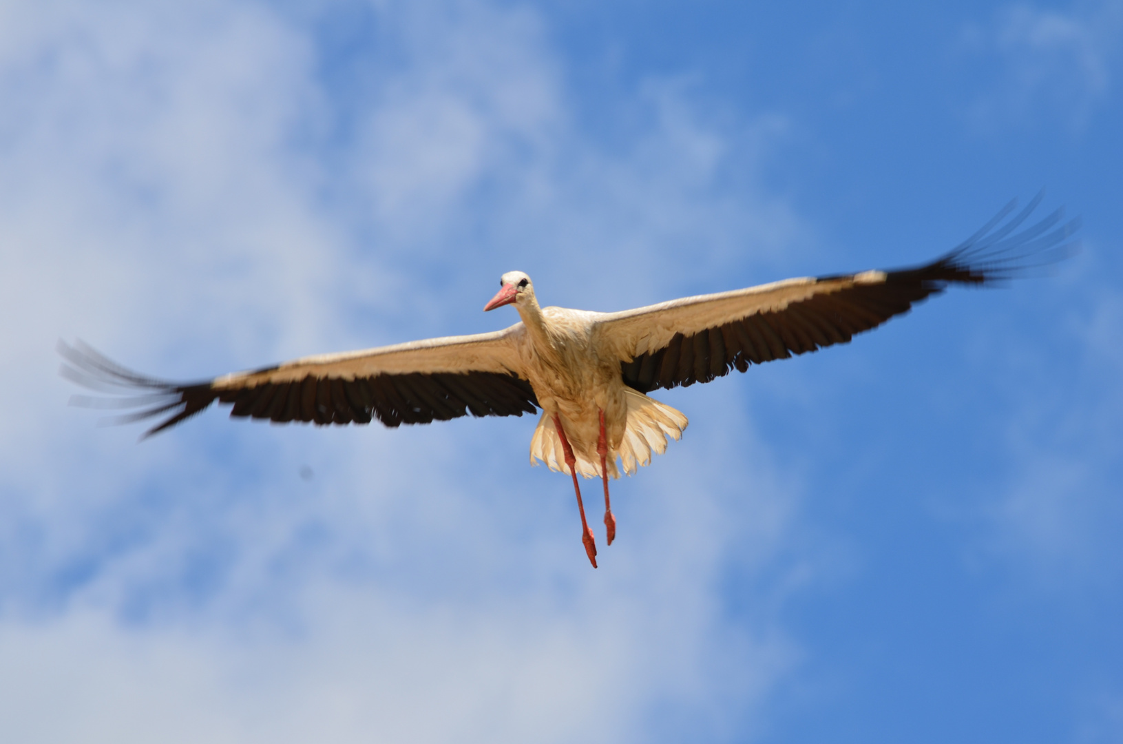 Fliegender Storch