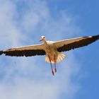 Fliegender Storch