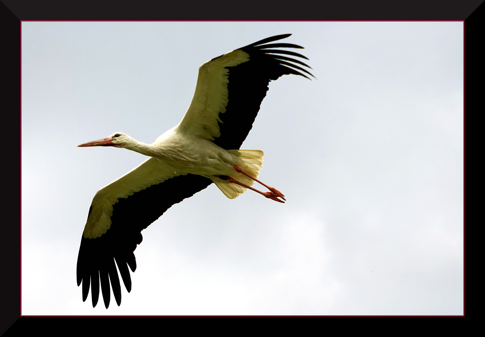 Fliegender Storch