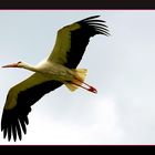 Fliegender Storch