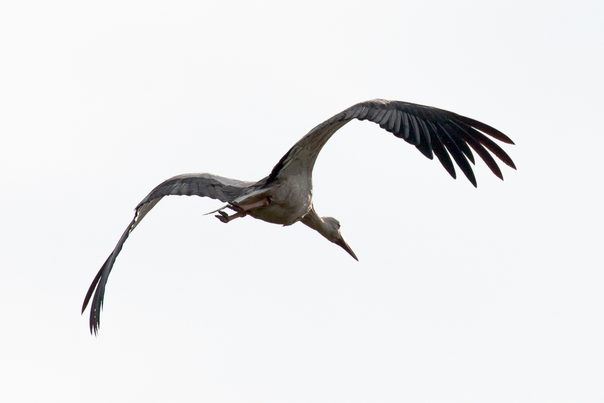 fliegender Storch