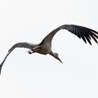 fliegender Storch