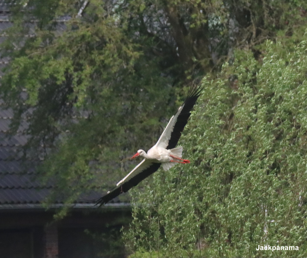 Fliegender Storch auf der Suche nach Futter