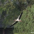 Fliegender Storch auf der Suche nach Futter