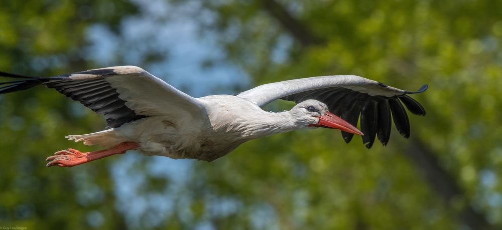 fliegender Storch 