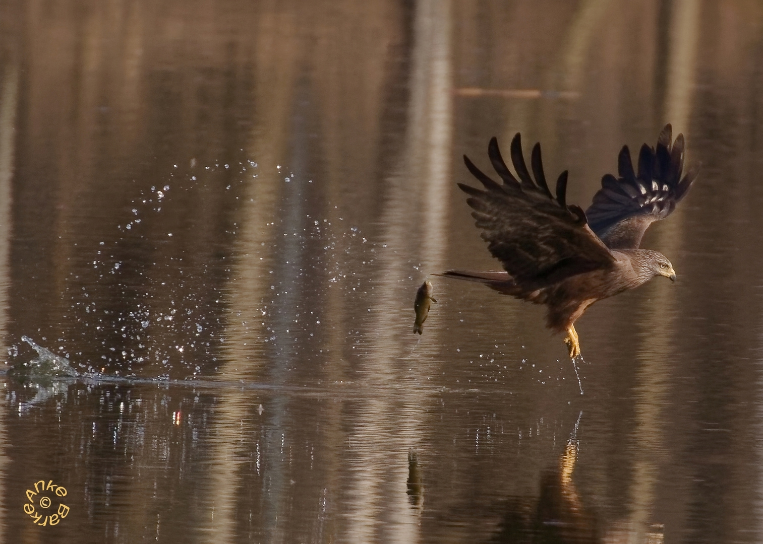 Fliegender Süßwasserfisch - Schwarzmilan mit verlorener Beute