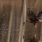 Fliegender Süßwasserfisch - Schwarzmilan mit verlorener Beute