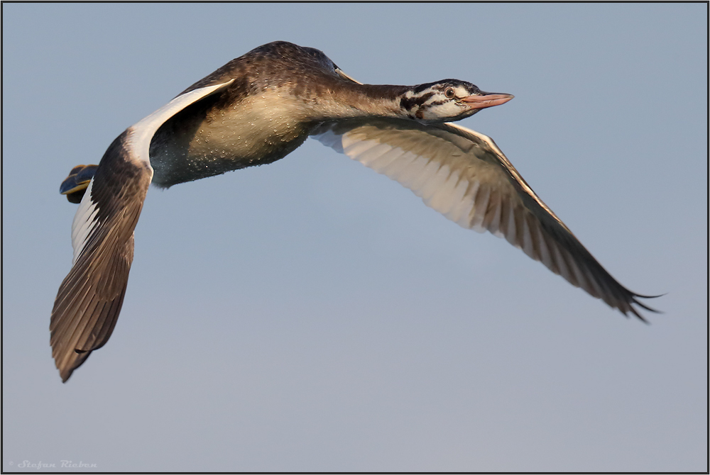 Fliegender Taucher