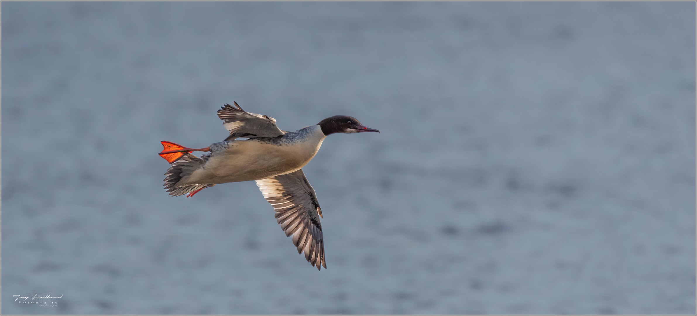 fliegender Taucher