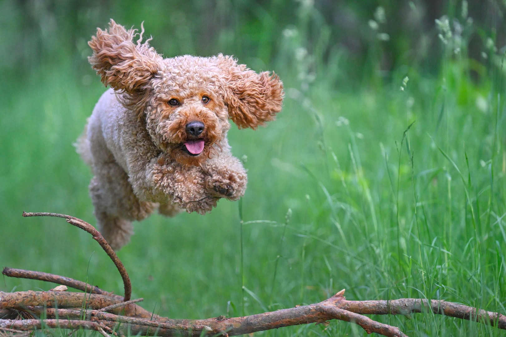 Fliegender Teddybär