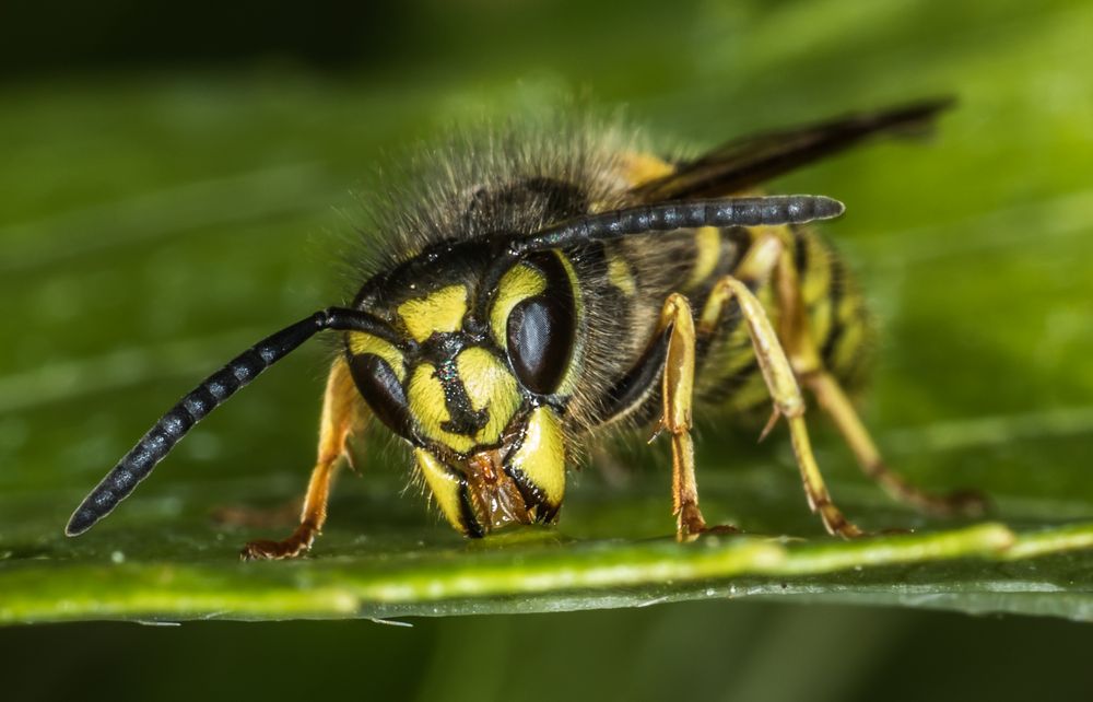 fliegender Teppich