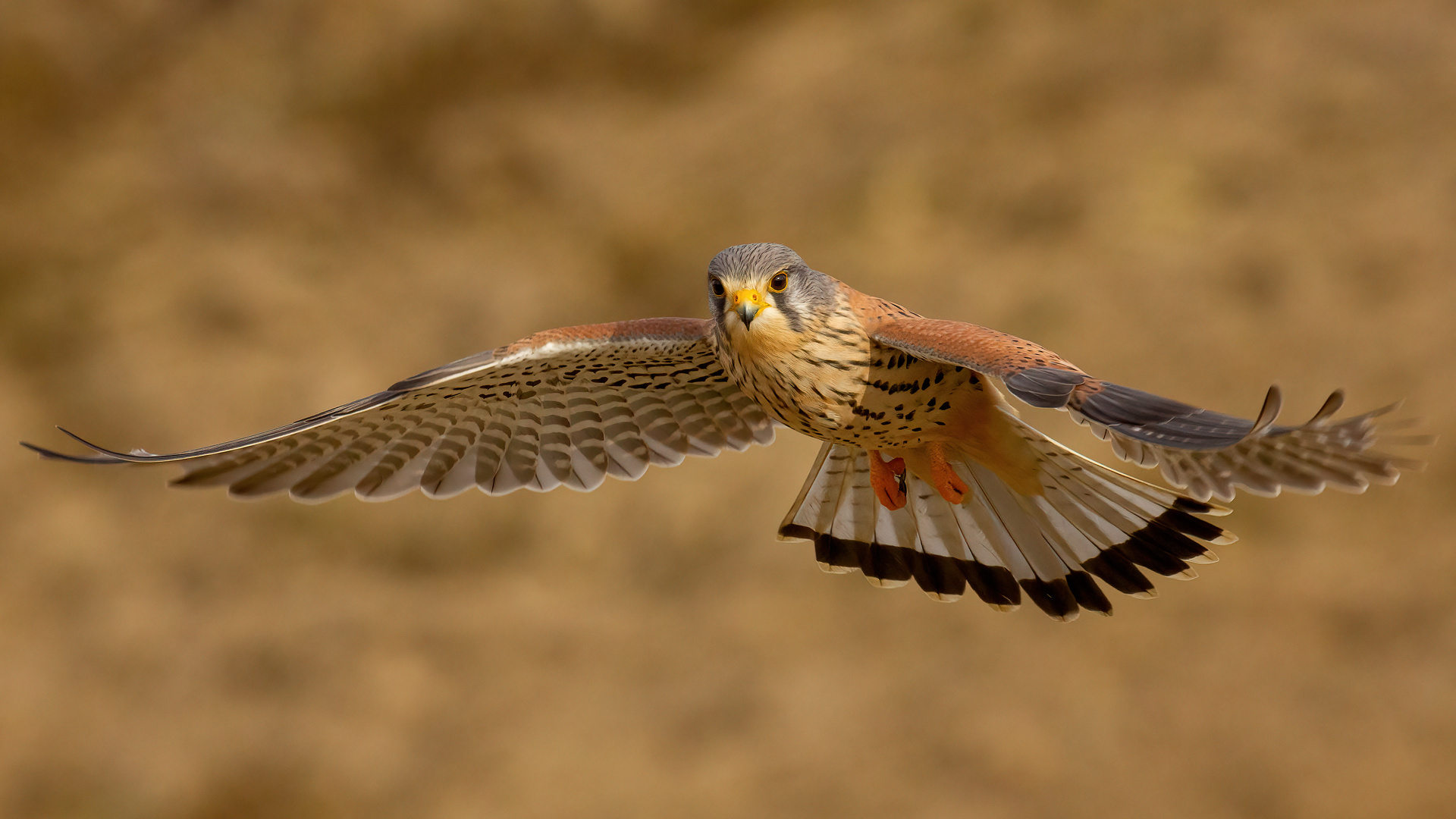 fliegender Terzel