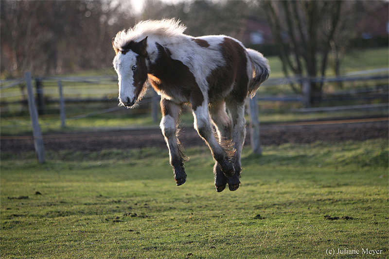 fliegender Tinker