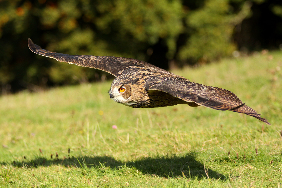 Fliegender Uhu (Bubo bubo )