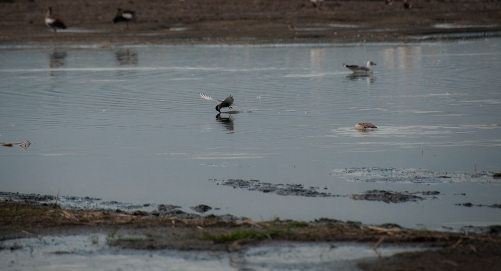 Fliegender Vogel am See, Kenia