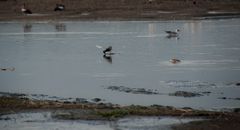 Fliegender Vogel am See, Kenia