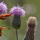 fliegender Voyeur